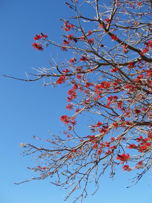Free Stock Photo: a tree with bright red spring blossom