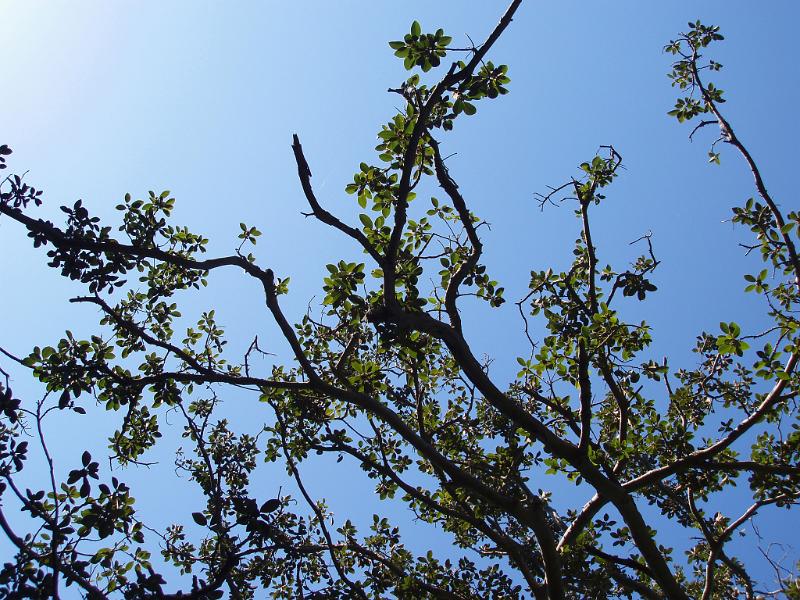 Free Stock Photo: tree leaves soaking up the sun, illustrative of photosynthesis