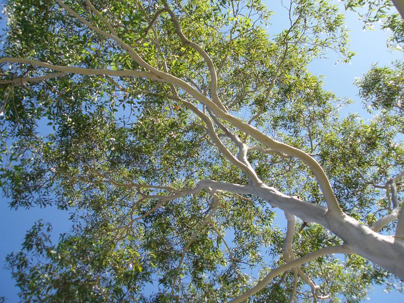 Free Stock Photo: a gum tree soaking up the summer sunshine