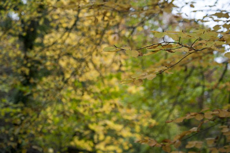 Free Stock Photo: leaves on trees just startng to turn yellow in autumn