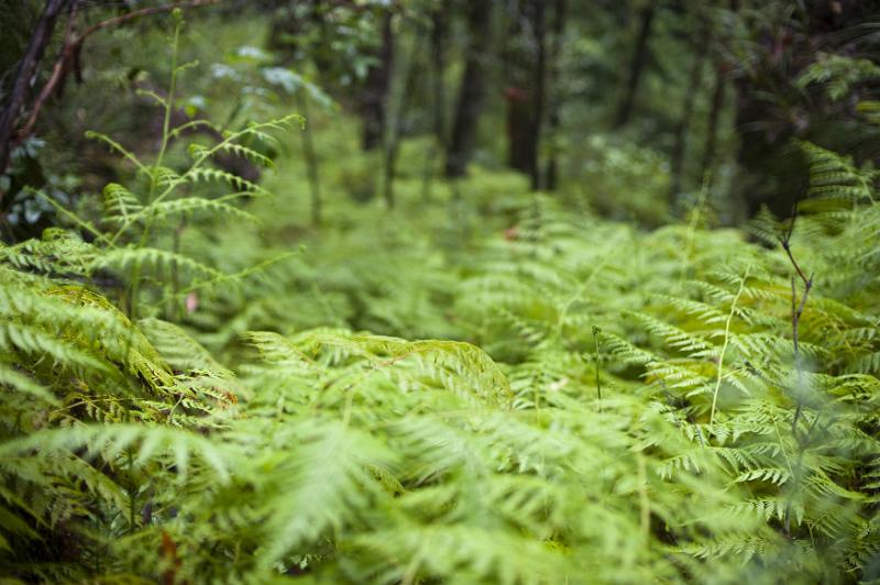 Free Stock Photo: Fresh green bracken growing in abundance on a forest floor between the trees during spring or summer