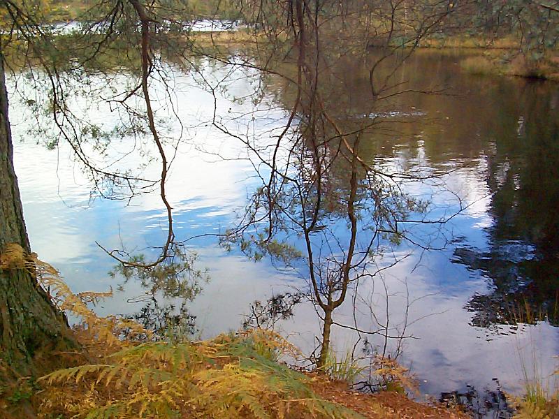 Free Stock Photo: Peaceful calm and beauty of a Cumbrian woodland lake with bracken lining the shore and surrounding trees reflected in the still water