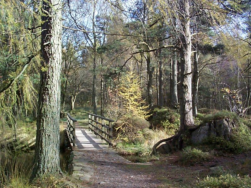 Free Stock Photo: Rustic wooden bridge over a stream on a footpath through scenic Cumbrian woodland on a hiking trail for a healthy lifestyle