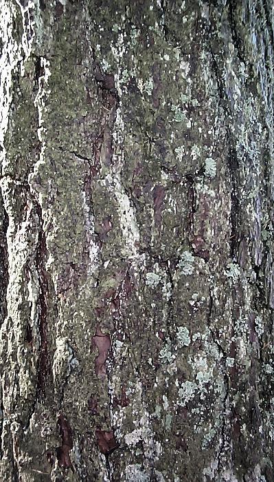 Free Stock Photo: background photo featuring the bark of a large tree covered in green lichen and mosses