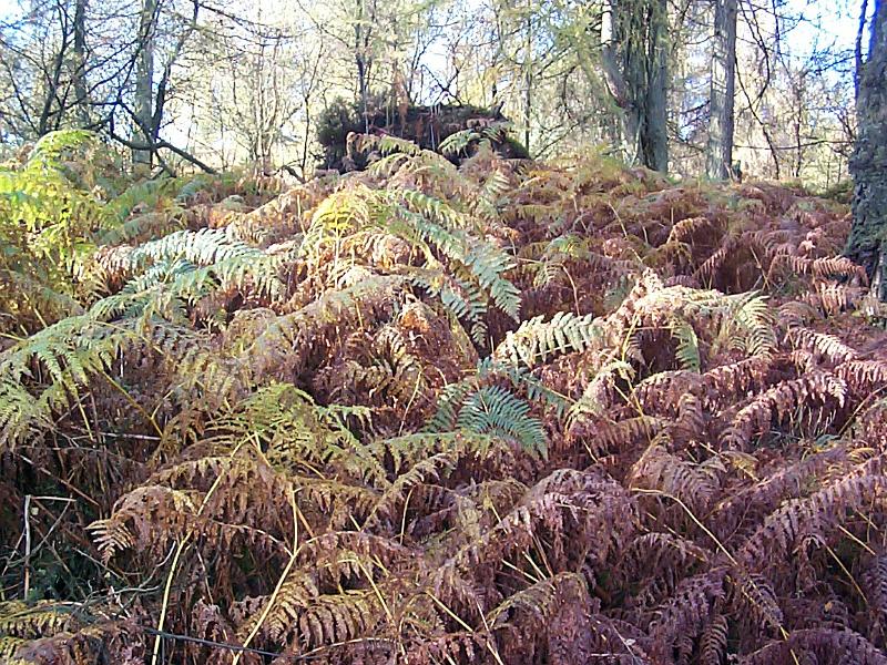 Free Stock Photo: Close up view of dying brown bracken growing on the forest floor in Cumbria woodland