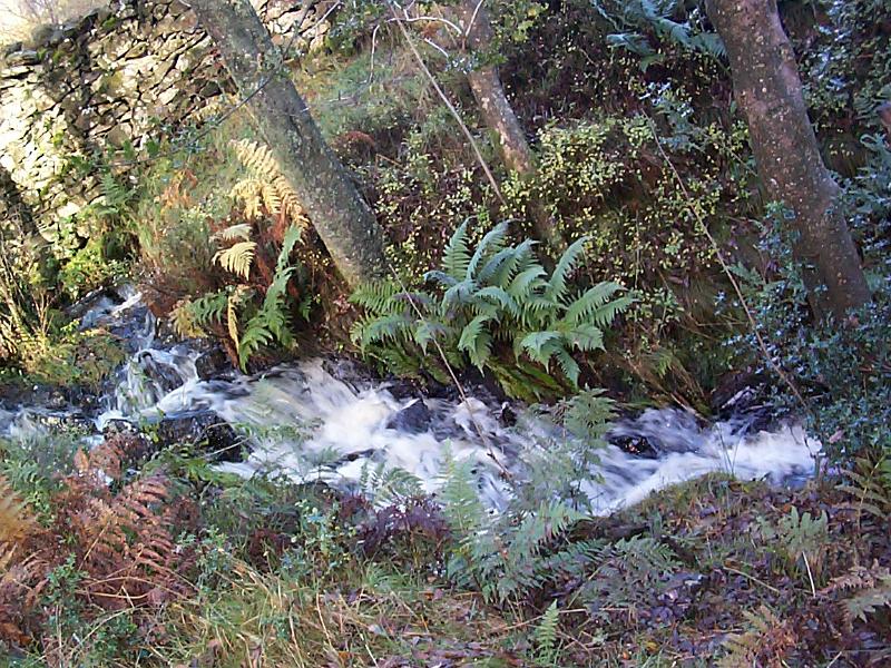 Free Stock Photo: Fast flowing rocky stream in Cumbria woodland creating white water amongst the lush vegetation and ferns in a scenic natural landscape