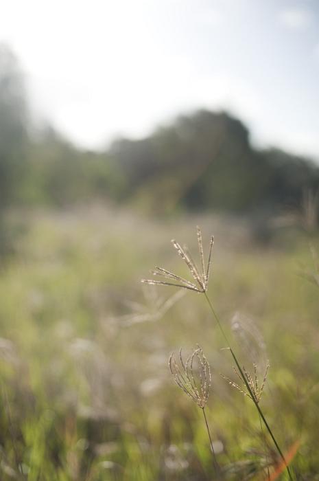 Free Stock Photo: Country meadow in the misty rain with focus to a single wet grass inflorescence in the foreground
