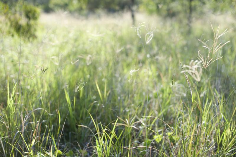Free Stock Photo: tall grass flowers and green fronds in a summer meadow
