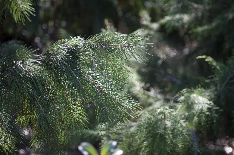 Free Stock Photo: Close up on the needles of a long needled pine fir tree