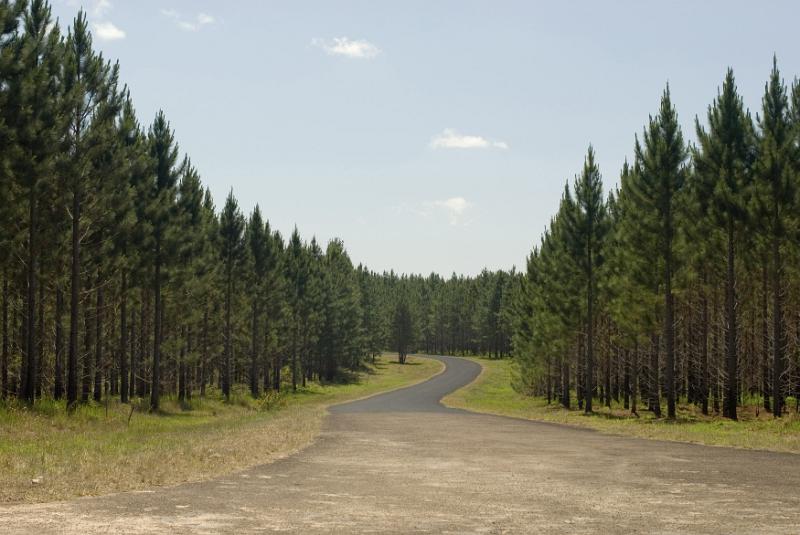 Free Stock Photo: Pine plantation in rural countryside providing a natural resource for fuel, energy, construction and carpentry for the forestry industry