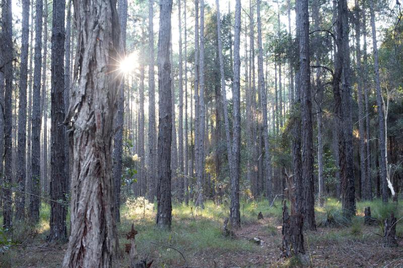 Free Stock Photo: sun glintng between trees in a pine wood plantation