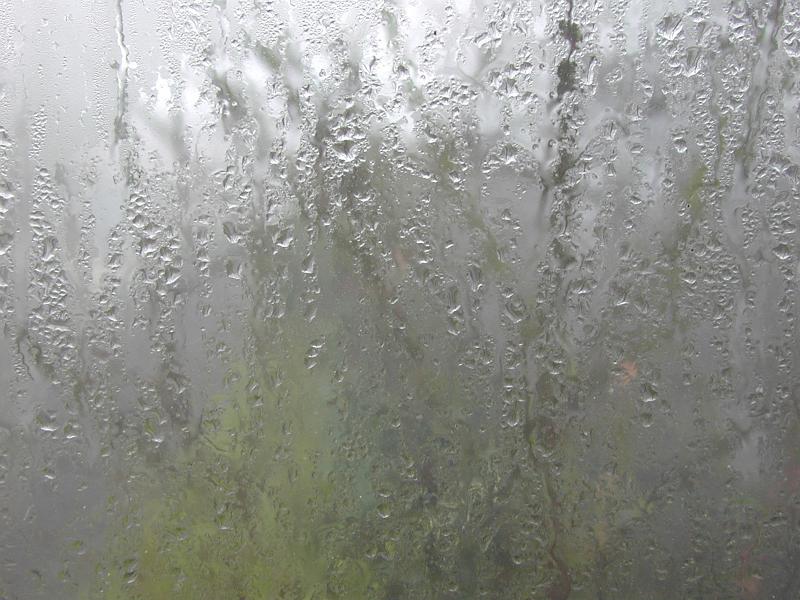 Free Stock Photo: Rain misery with a dismal view of bare branched winter trees through a misty glass window with condensed water or rain droplets in a wet foggy landscape