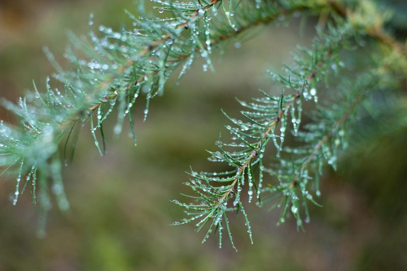 Free Stock Photo: Rainy woodland with glistening water droplets beading on the green pine needles against a misty atmospheric background
