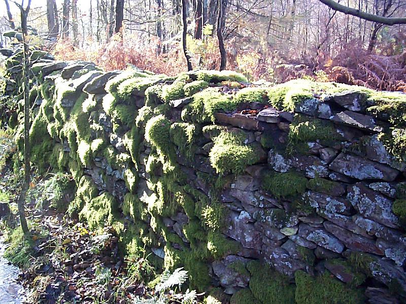 Free Stock Photo: Old moss covered stone wall running alongside rural woodland, close up oblique angle view
