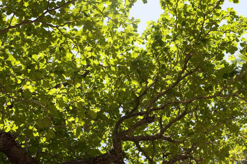 Free Stock Photo: a canopy of green leaves on a sunny day taken from below