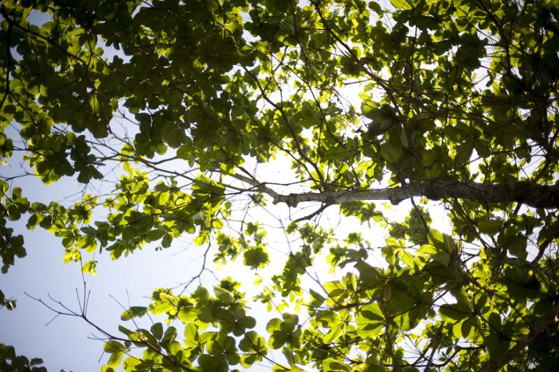Free Stock Photo: View from below of a branch of a tree covered in fresh green leaves back lit by the sunlight from above in a blue sky