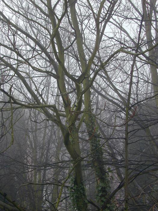 Free Stock Photo: naked winter trees on a foggy miserable day