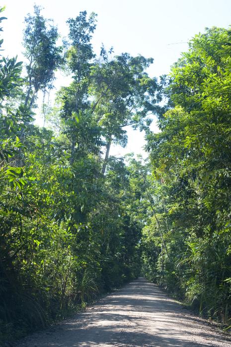 Free Stock Photo: Tropical gravel road leading straight ahead in a receding perspective through lush green leafy trees in a vertical view