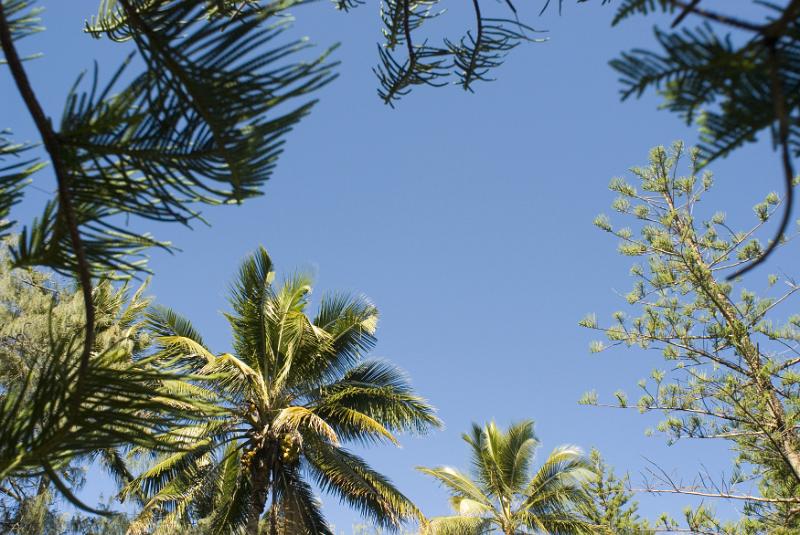 Free Stock Photo: View from below looking up of assorted tropical trees framing a blue sky with central copyspace in a travel and summer vacation concept