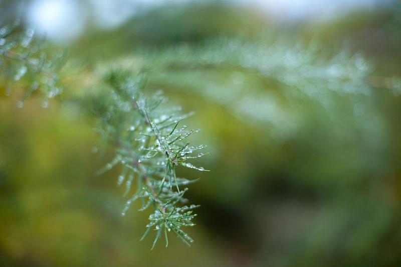 Free Stock Photo: Water droplets suspended on pine needles in rural woodland on a misty wet day, close up detail