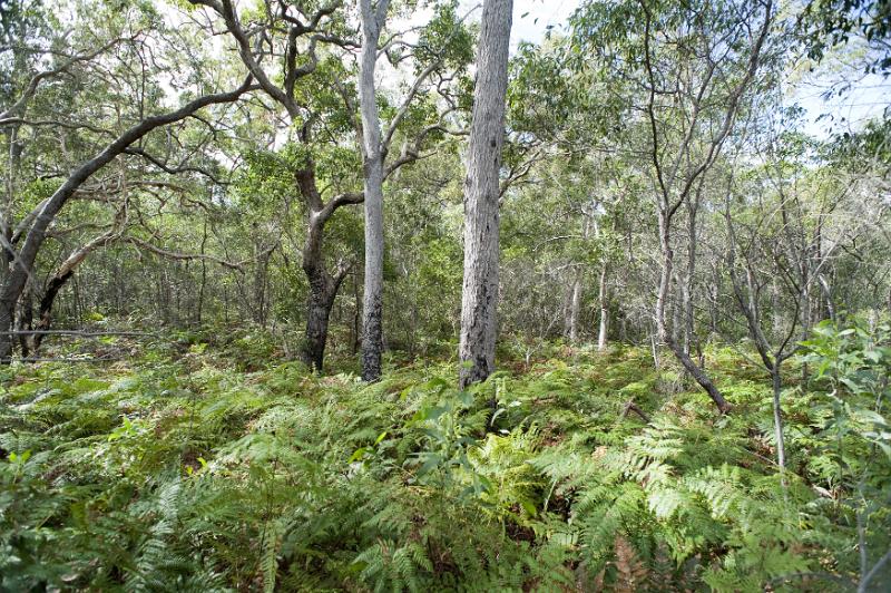 Free Stock Photo: Dense covering of fresh green bracken between the tree trunks in rural woodland during summer or spring in a panoramic landscape