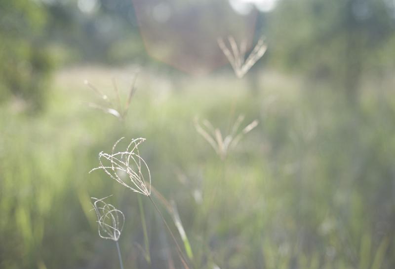 Free Stock Photo: Fine delicate wild grasses growing in a meadow on a misty wet day, selective focus to the inflorescence