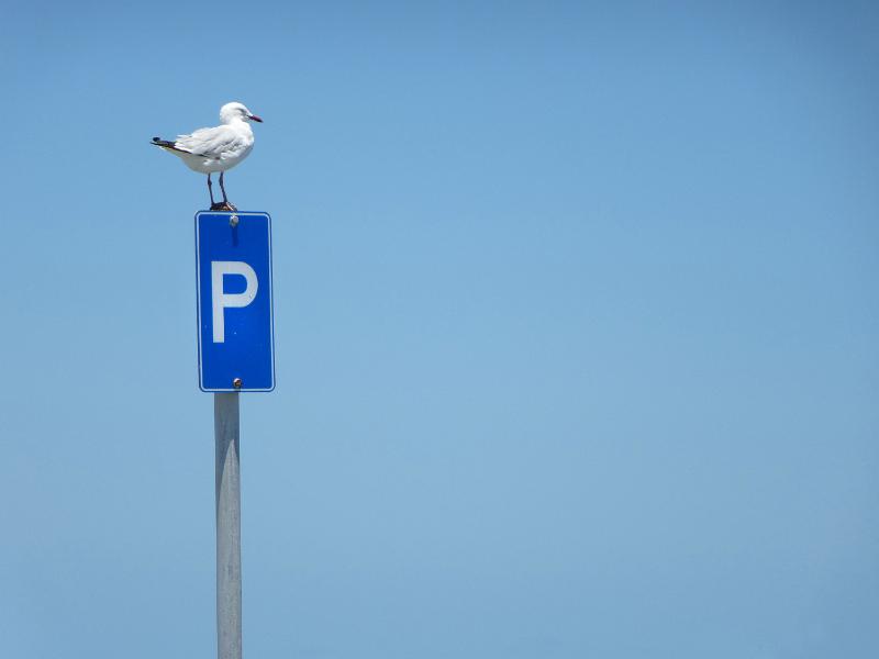 Free Stock Photo: Seagull perched on a parking sign on a tall metal pole against a sunny blue sky