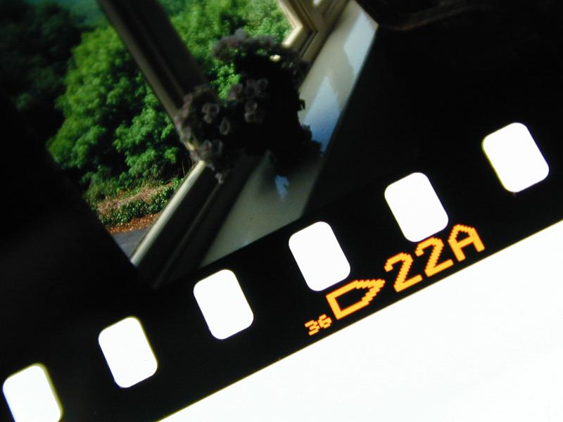 Free Stock Photo: Film with picture of a flowers on a window in the frame and yellow markings on the edge of the film