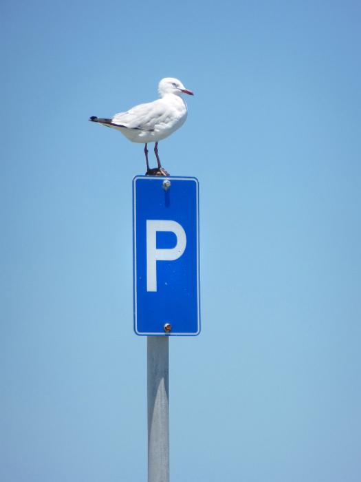 Free Stock Photo: Seagull perched on a Parking sign in a tall metal pole against blue sky with copy space