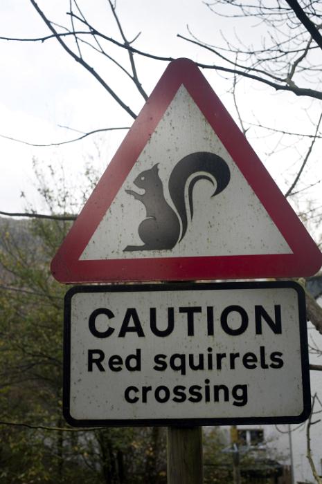 Free Stock Photo: Road Sign warning of Red Squirrels Crossing at the side of a village road in a closeup view