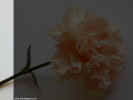 carnation11_pp.jpg (55846 bytes)
