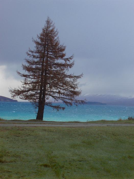 Free Stock Photo: a single pine tree on the edge of a lake full of blue looking melt water, beauty, beautiful, comparison with a strom clouds, 