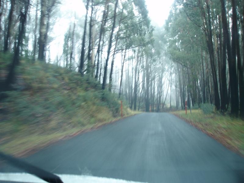 Free Stock Photo: driving through a wet forest road