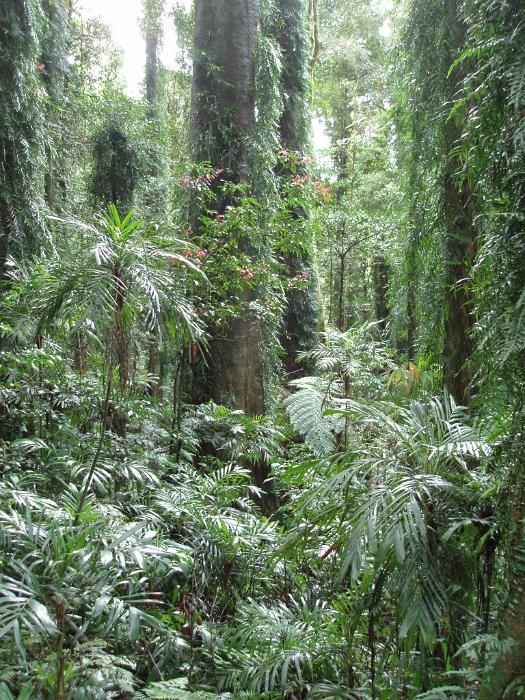 Free Stock Photo: rainforest jungle, clean, lush and verdant plantation
