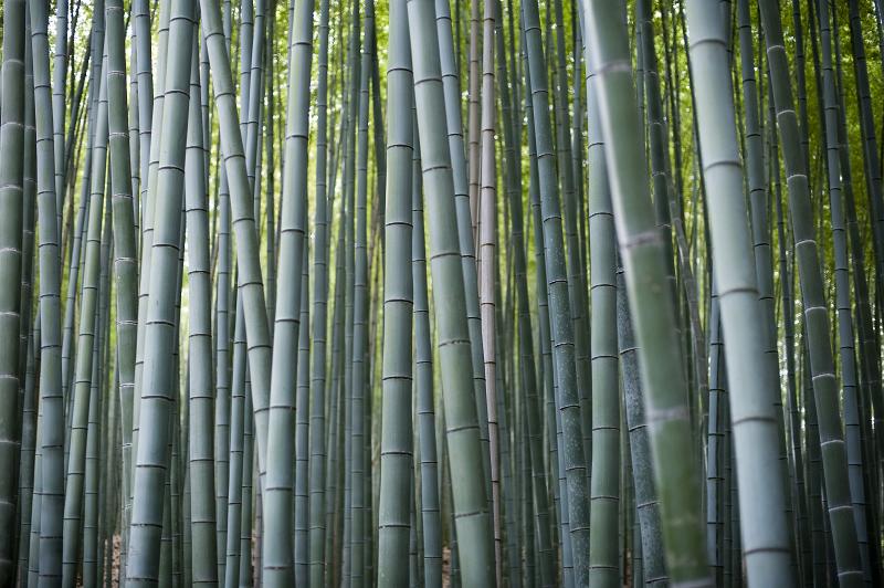 Free Stock Photo: zen theme background, green bamboo tree stems