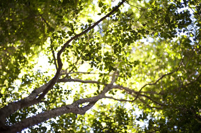 Free Stock Photo: a ethereal view of light falling through a leafy canopy