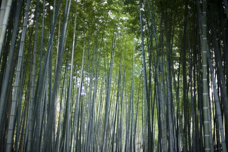 Free Stock Photo: a peaceful bamboo forest grove, fresh woodland air