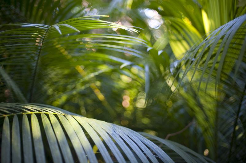 Free Stock Photo: calm cool stillness, verdant green fronds of palm plants and trees in a lush rainforest