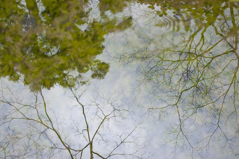 Download image of water reflections Free Stock Photo: winter branches reflect against a pool of still water with fallen leaves