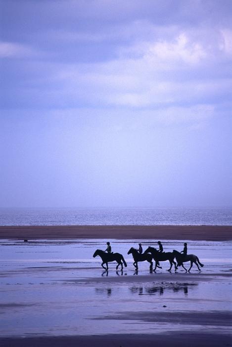 Free Stock Photo: riding horses on the beach at dawn