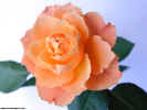floralrose0658_dt800.jpg (54800 bytes)