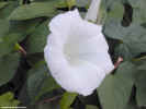 whiteflower1678_dt800.jpg (59462 bytes)
