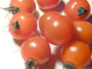 cherrytomatos0754_dt800.jpg (117699 bytes)