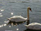 swan04090046_dt800.jpg (94356 bytes)